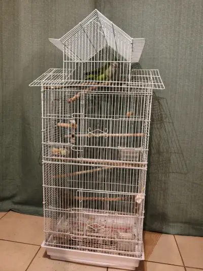 Pareja cotorra argentina - miniatura 4