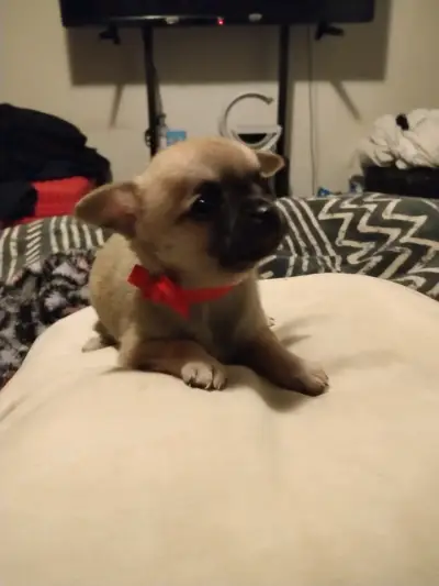 Cachorra chihuahua - miniatura 1