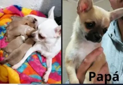 Cachorra chihuahua - miniatura 2