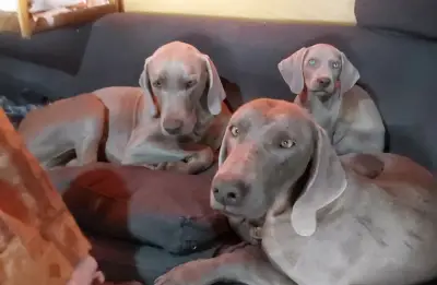 Cachorros Weimaraner - miniatura 1