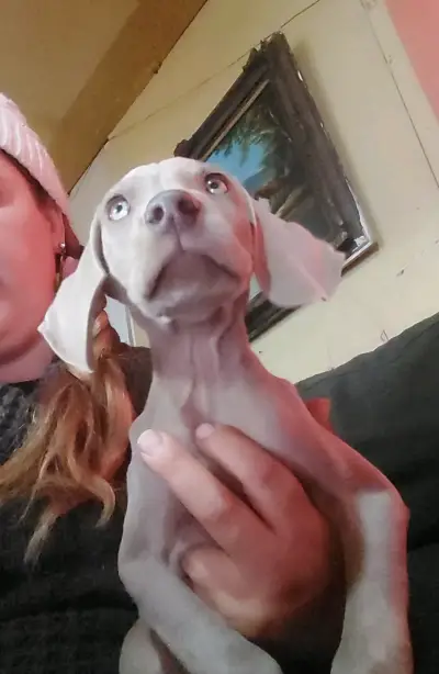Cachorros Weimaraner - miniatura 2