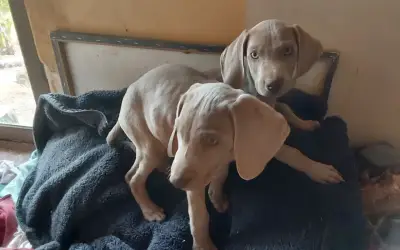 Cachorros Weimaraner - miniatura 3