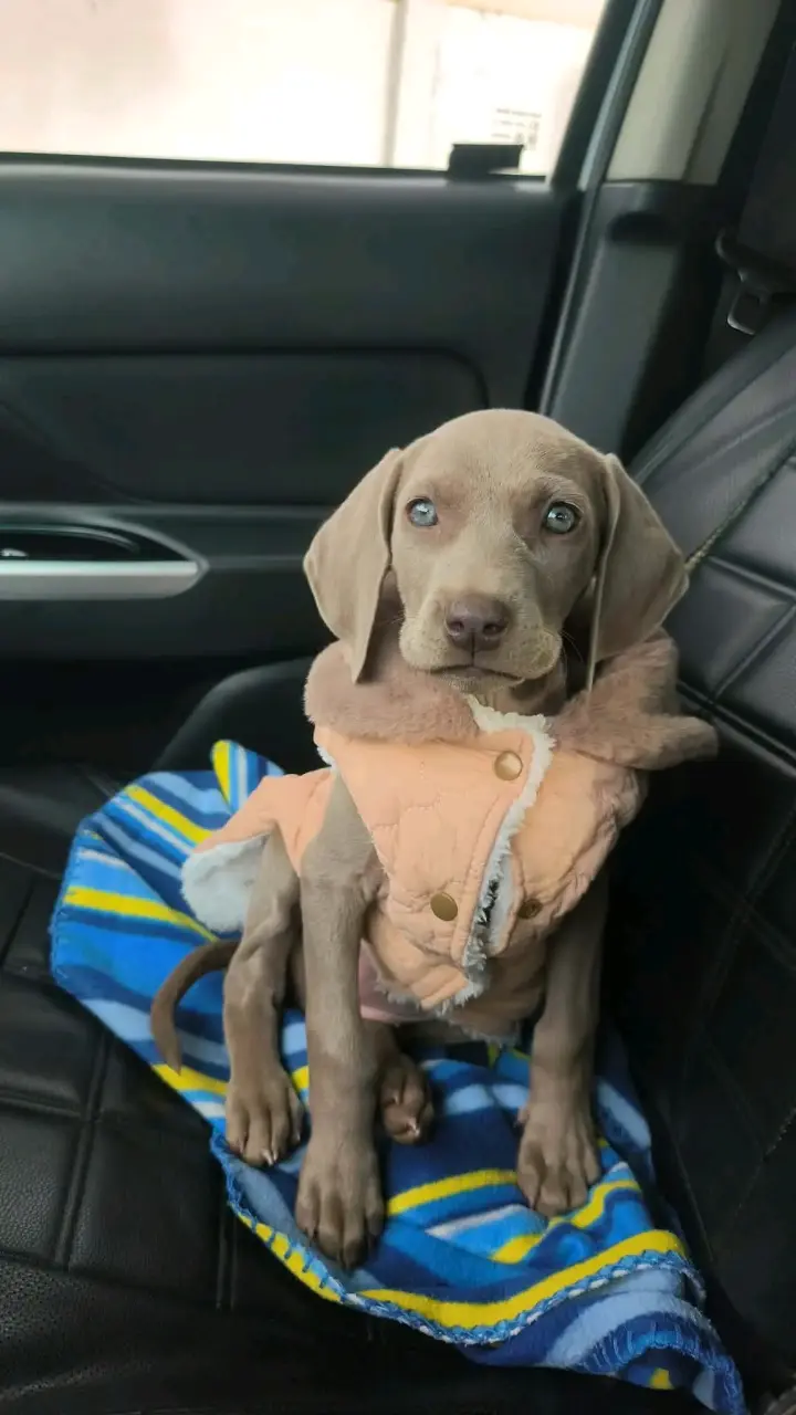 Cachorros Weimaraner - 4