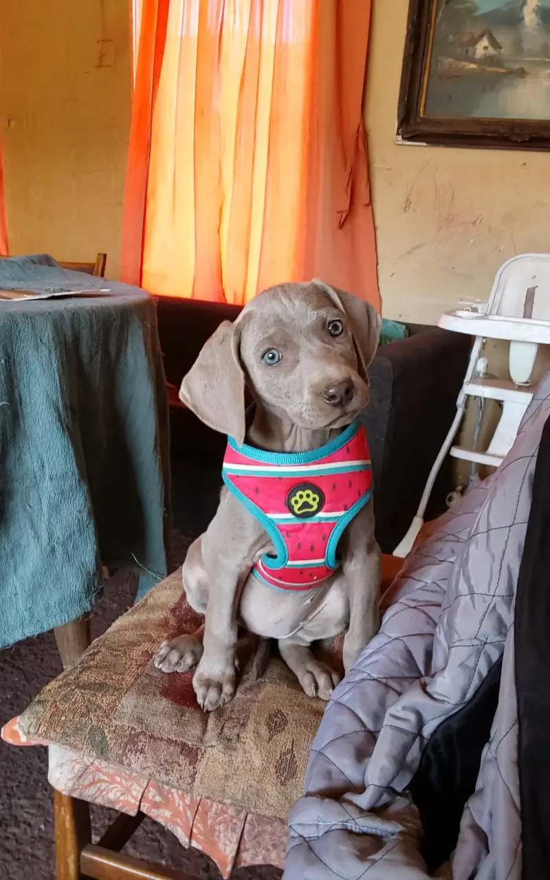 Cachorros Weimaraner - 5