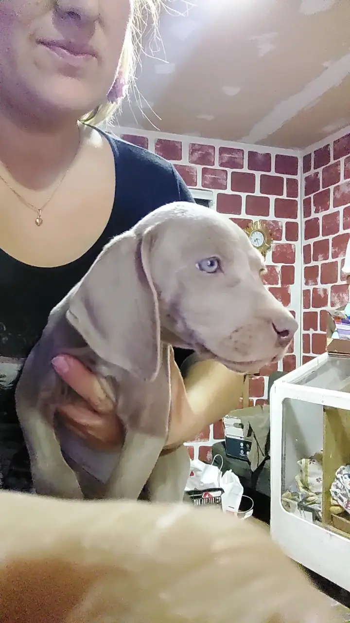 Cachorros Weimaraner - 6