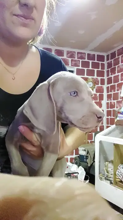 Cachorros Weimaraner - miniatura 6