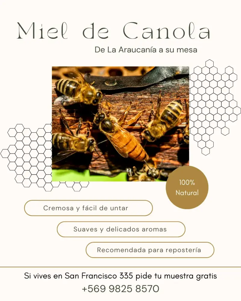 Miel de Canola 100% Natural - 1