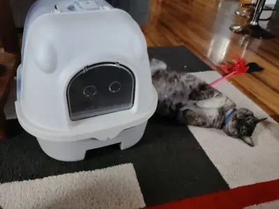 Caja de arena cerrada para gatos - miniatura 1