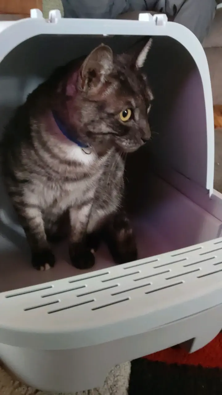 Caja de arena cerrada para gatos - 4