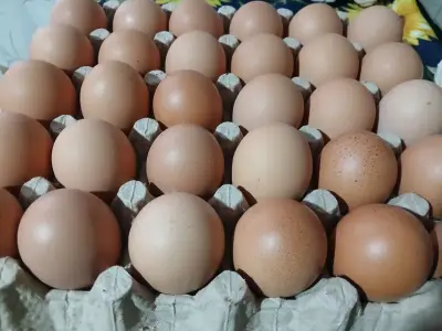 Bandeja de huevos frescos - miniatura 1