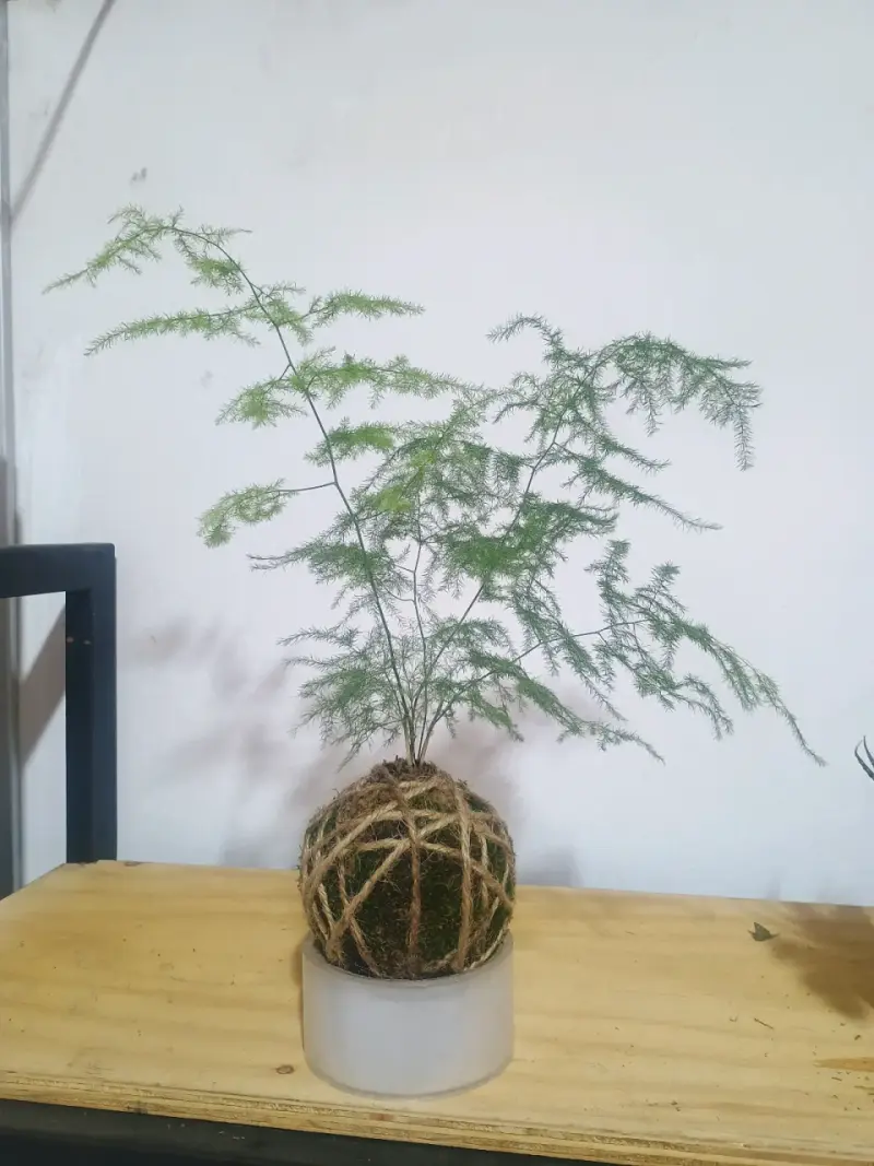 Kokedama de helecho