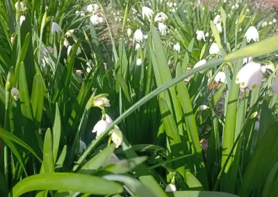 Flores campanillas lágrimas de la virgen - miniatura 1