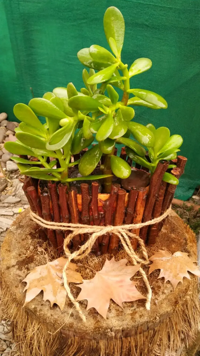 PLANTAS JADE Y ECHEVERRIA VERDE MACETA RÚSTICA - 1