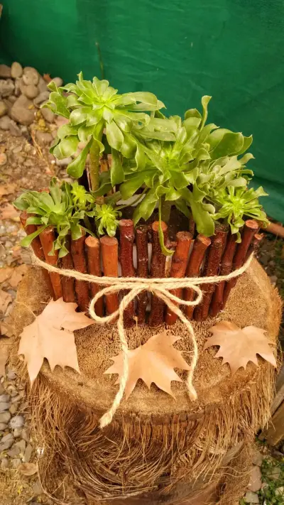 PLANTAS JADE Y ECHEVERRIA VERDE MACETA RÚSTICA - miniatura 2