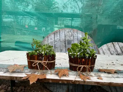PLANTAS JADE Y ECHEVERRIA VERDE MACETA RÚSTICA - miniatura 3