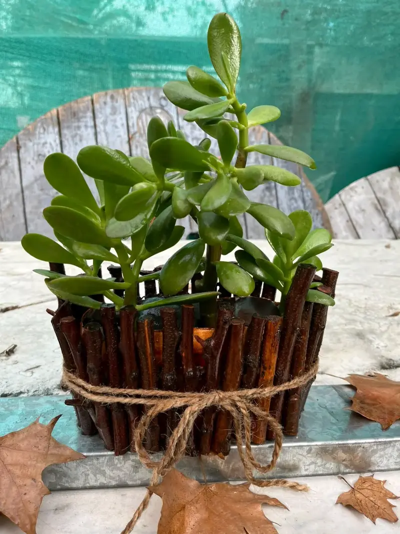 PLANTAS JADE Y ECHEVERRIA VERDE MACETA RÚSTICA - 4