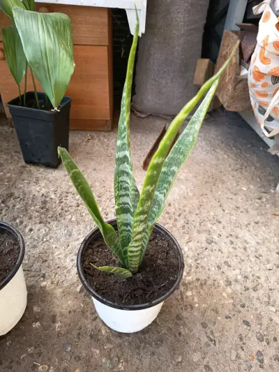 Planta Sansevieria en maceta - miniatura 1