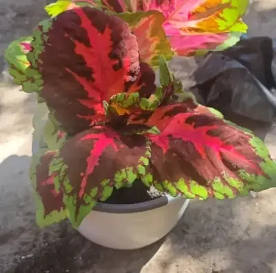 Planta Cóleo en maceta - miniatura 1