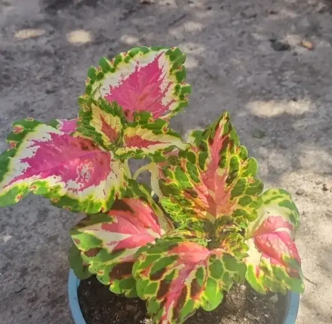 Planta Cóleo en maceta - 2