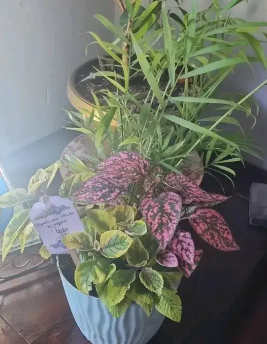 Planta Cóleo en maceta - 3
