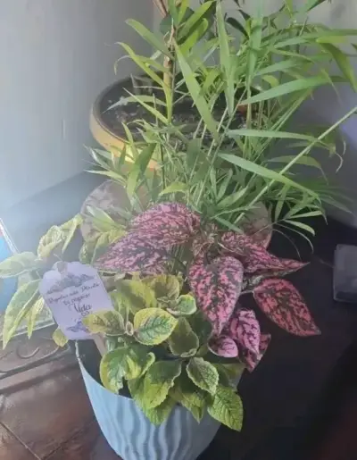 Planta Cóleo en maceta - miniatura 3