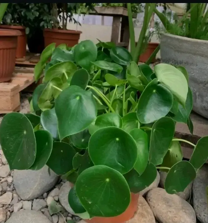 Planta Cóleo en maceta - 4