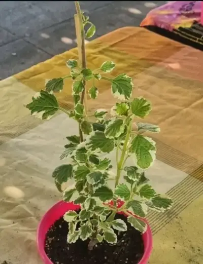 Planta Cóleo en maceta - miniatura 5