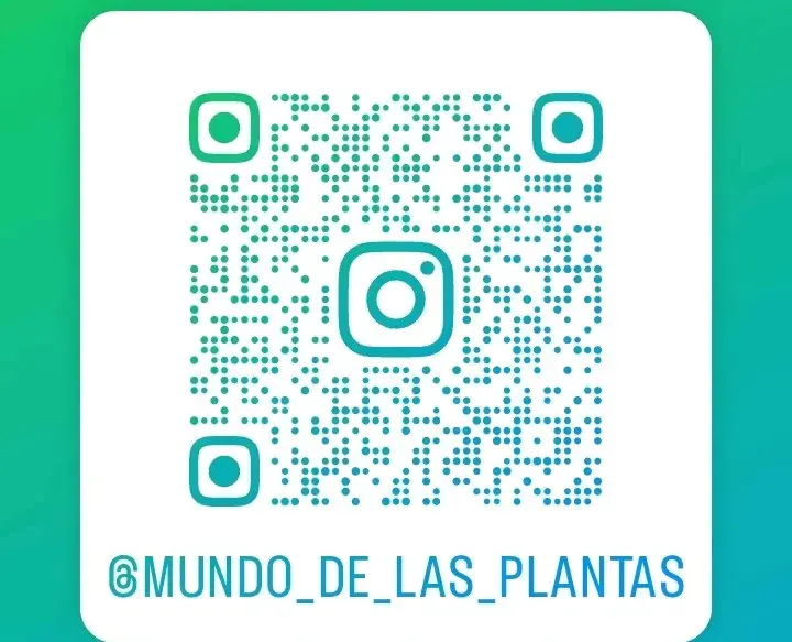 Planta Cóleo en maceta - 6