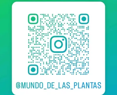 Planta Cóleo en maceta - miniatura 6
