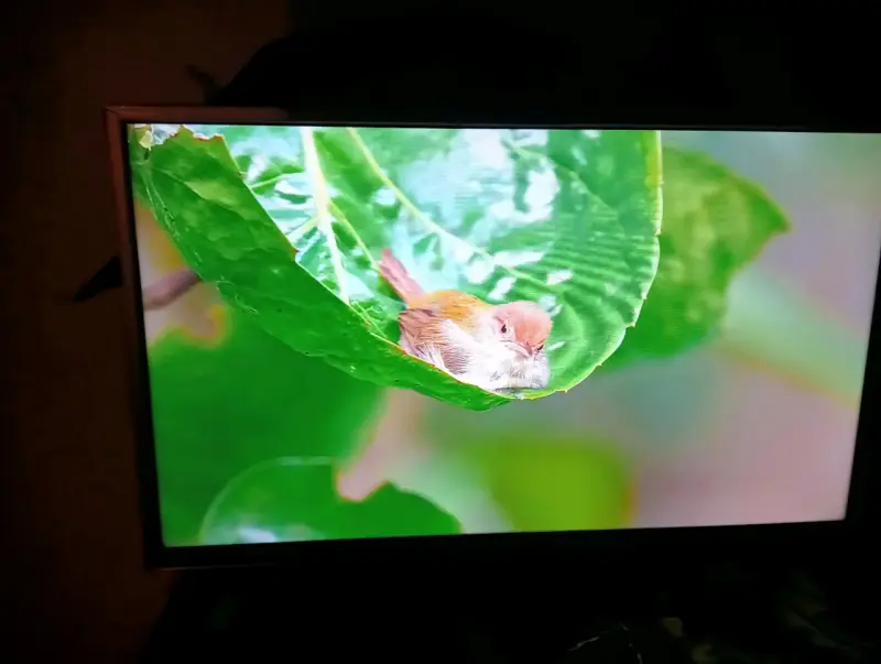 Televisor de pantalla plana 32" - 5