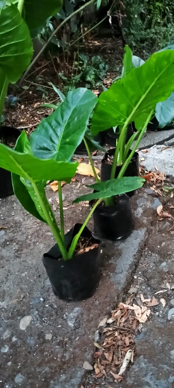 Plantas de hojas grandes en maceta - 1