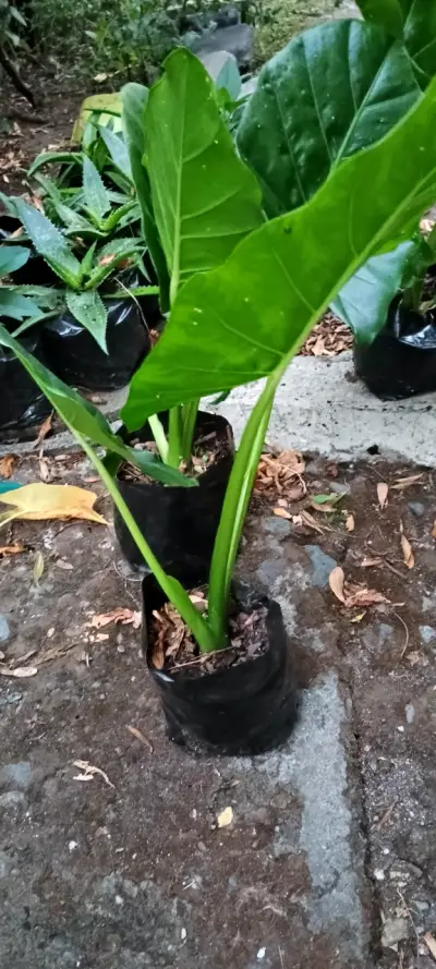 Plantas de hojas grandes en maceta - miniatura 3