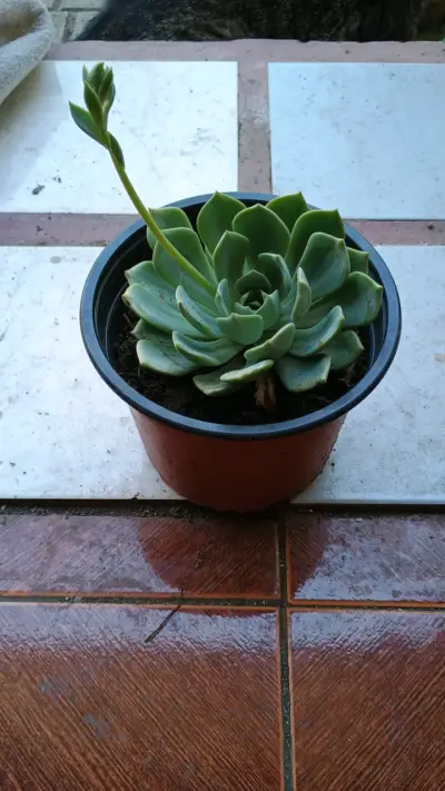 Plantas de hojas grandes en maceta - miniatura 4