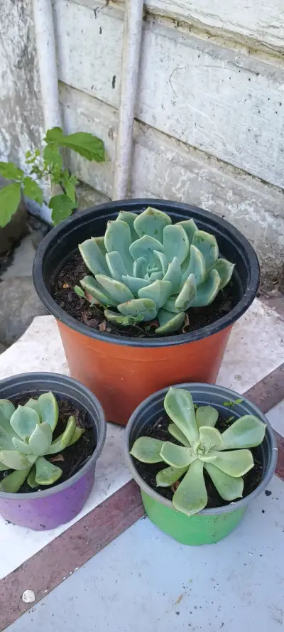 Plantas de hojas grandes en maceta - miniatura 5