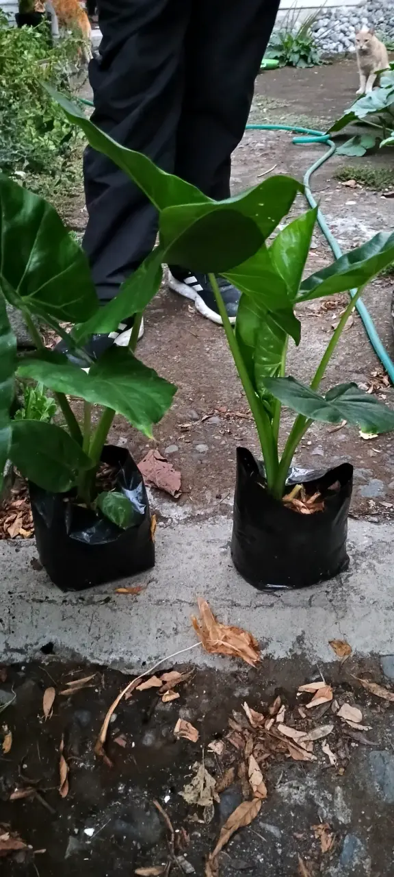 Plantas de hojas grandes en maceta - 6