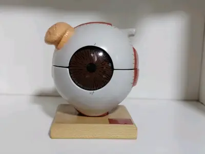 Modelo anatómico de ojo humano - miniatura 1