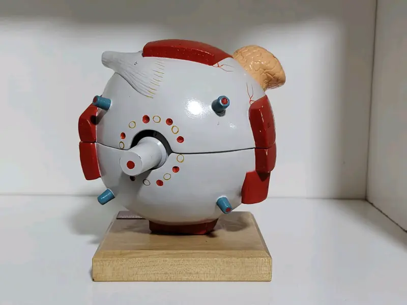Modelo anatómico de ojo humano - 2