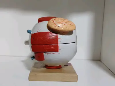 Modelo anatómico de ojo humano - miniatura 3