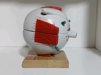 Modelo anatómico de ojo humano - miniatura 4