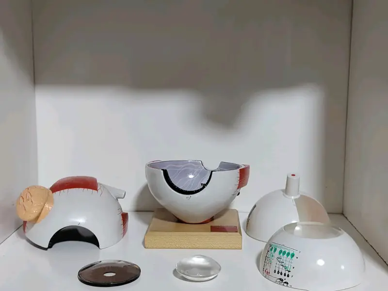 Modelo anatómico de ojo humano - 5