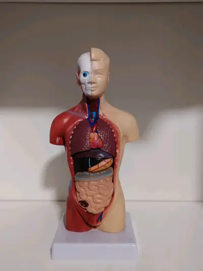 Modelo anatómico humano - miniatura 1