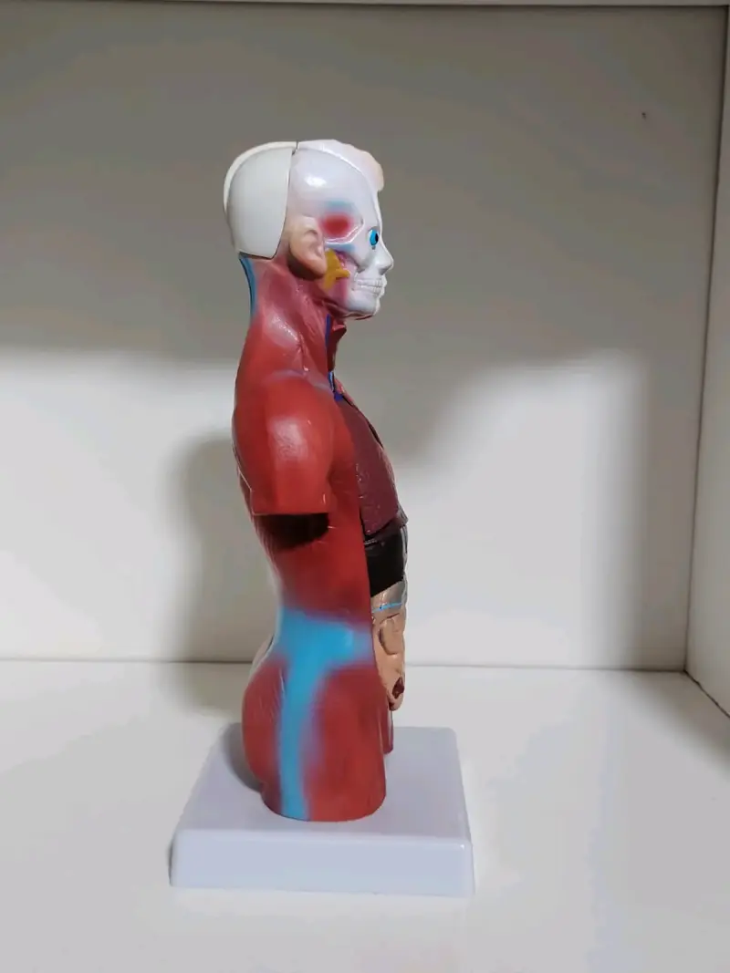 Modelo anatómico humano - 2