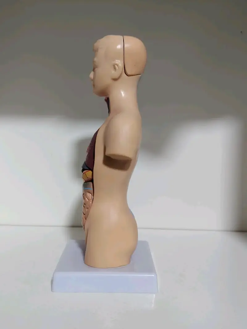 Modelo anatómico humano - 3