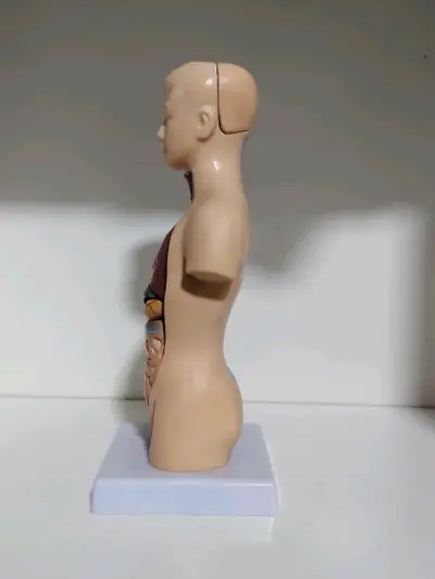 Modelo anatómico humano - miniatura 3