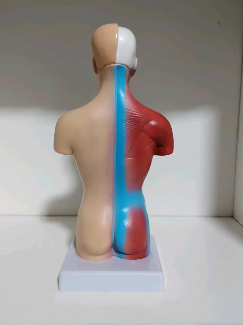 Modelo anatómico humano - 4