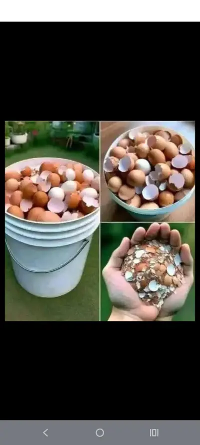 cáscaras de huevo molida - miniatura 1