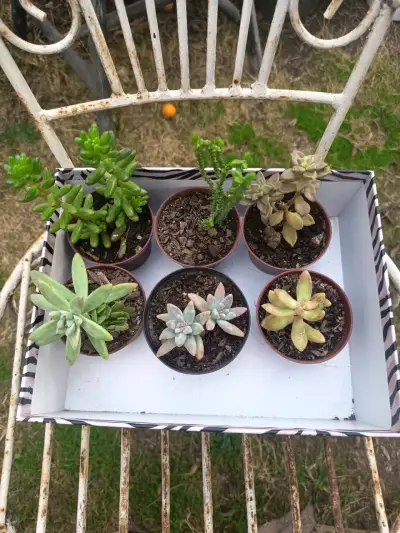 Set de 6 suculentas en macetas - miniatura 1