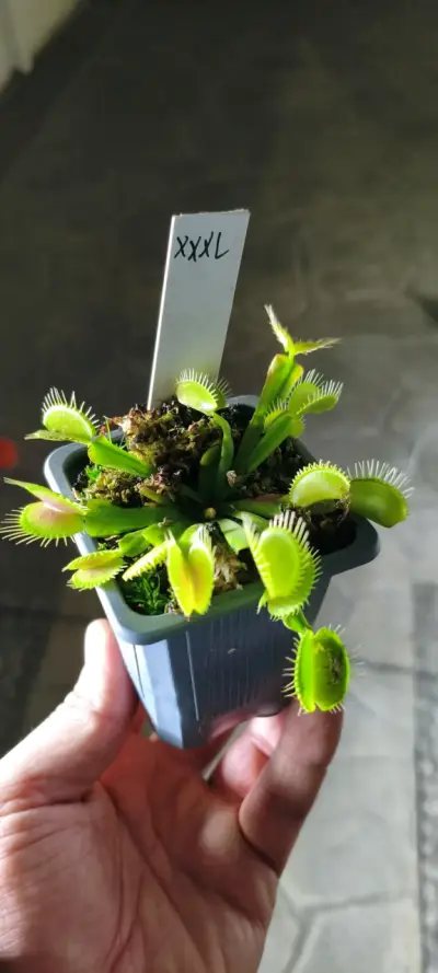 Plantas carnívoras - miniatura 1