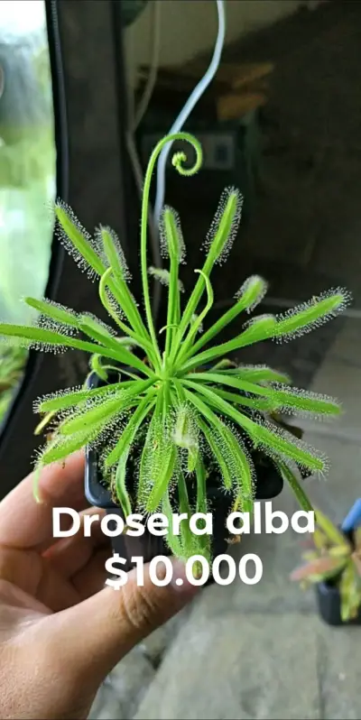 Plantas carnívoras - miniatura 2