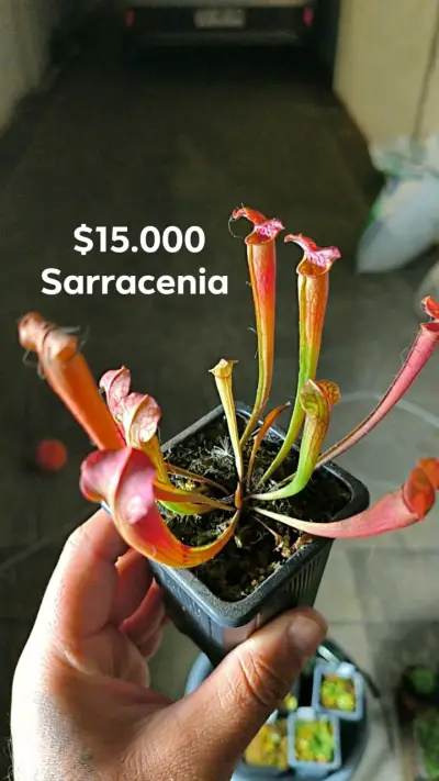 Plantas carnívoras - miniatura 4